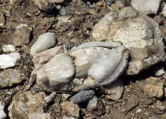 Heuschrecke, optimal getarnt als Quarzstein, Namibia