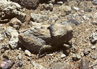 Heuschrecke, optimal getarnt als Stein, Namibia