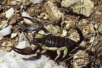 Skorpion aus Warmbad in Namibia