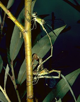 Weiden-Binsenjungfer,Lestes viridis bei der Paarung