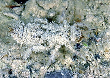 Larve von Plattbauchlibelle, Libellula depressa mit Sinkstoffen überdeckt