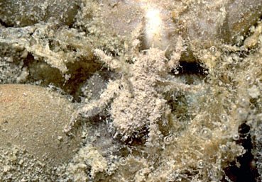 Larve von Plattbauchlibelle, Libellula depressa mit Sinkstoffen überdeckt