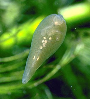 Kleiner Schneckenegel, Glossiphonia heteroclita