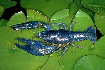Edelkrebs, Astacus astacus (blaue Variante sehr selten)