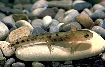 Larve des Feuersalamanders, Salamandra salamandra