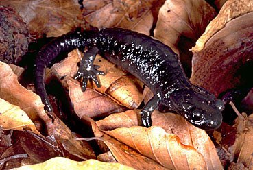 Alpensalamander, Salamandra atra