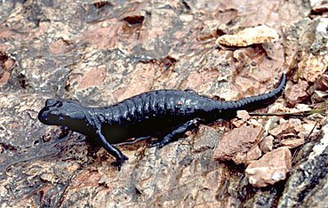 Alpensalamander, Salamandra atra