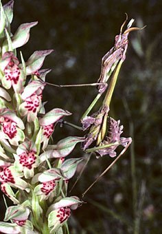 Gottesanbeterin,Empusa sp. auf  Orchis coriophora, Griechenland