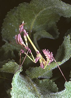Hauben-Fangschrecke, Empusa sp., Griechenland