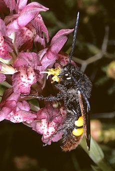 Orchis coriophora fragrans mit  Dolchwespe als Bestäuberin, Cypern