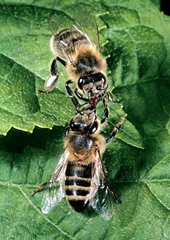 Biene, Apis mellifera bei der Nahrungsübergabe