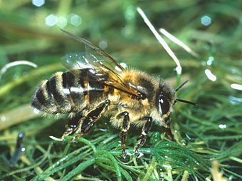 Biene, Apis mellifera beim Wassertrinken