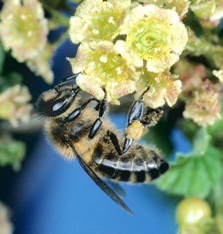 Biene, Apis mellifera sammelt auf Johannisbeere