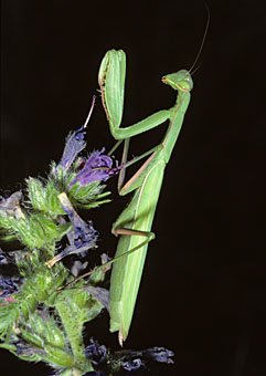 Gottesanbeterin Mantis religiosa, adultes Weibchen lauert