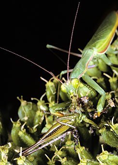 Gottesanbeterin Mantis religiosa, adultes Weibchen frisst Heuschrecke