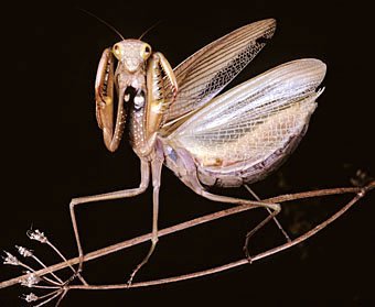 Gottesanbeterin Mantis religiosa, adultes Weibchen in Schreckstellung