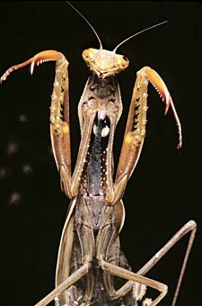 Gottesanbeterin Mantis religiosa, adultes Weibchen in Schreckstellung