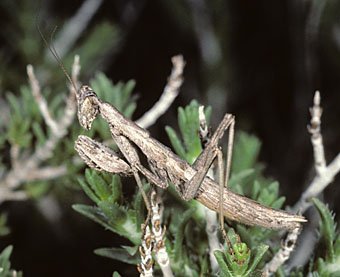 Graue Fangschrecke, Ameles decolor