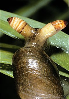 Trematoda (Saugwurm) als Parasit in dem Fühlern einer Bernsteinschnecke (Zwischenwirt)