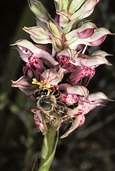 Orchis coriophora mit Honigbiene, Rhodos
