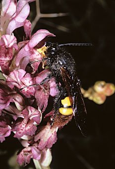 Dolchwespe auf Orchis coriophora