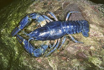 Edelkrebs, Astacus astacus (blaue Variante sehr selten)