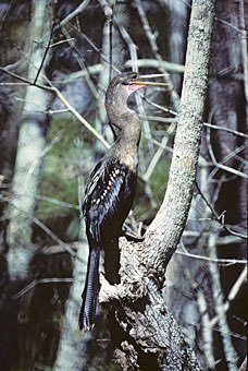 Schlangenhalsvogel, Anhinga  auf  Florida