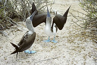 Blaufusstölpel-Paar, Männchen spreizt Flügel vor Weibchen
