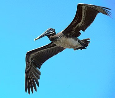 Pelikan, Costa Rica