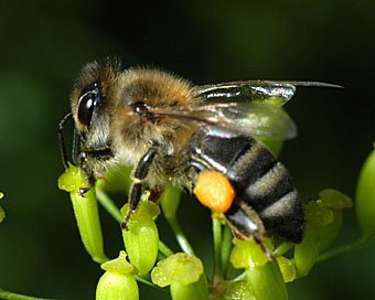Honigbiene Apis melifera beim Nektar sammeln