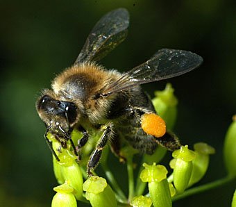 Honigbiene Apis melifera beim Nektar sammeln