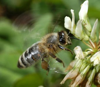 Honigbiene Apis melifera im anflug auf eine Blüte