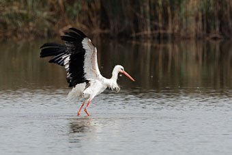 Weissstorch, Ciconia ciconia