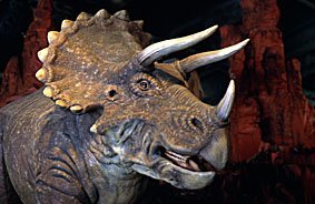 Triceratops Saurier