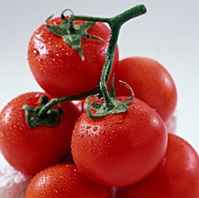 Tomaten am Zeig