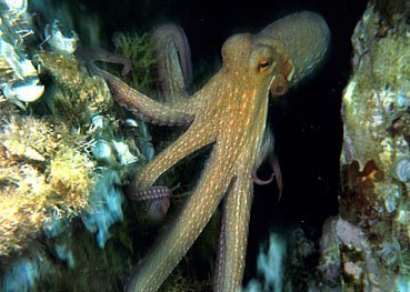 Kraken Octopus vulgaris