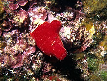 Rote Seescheide, Halocynthia papillosa