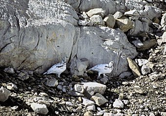 Alpenschneehuhn, Lagopus mutus