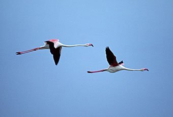 Flamingo, Phoenicopterus ruber  Südfrankreich