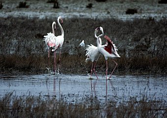Flamingos, Phoenicopterus ruber  Südfrankreich