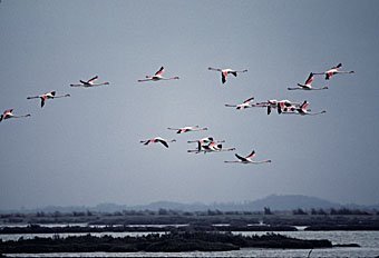 Flamingos, Phoenicopterus ruber  Südfrankreich