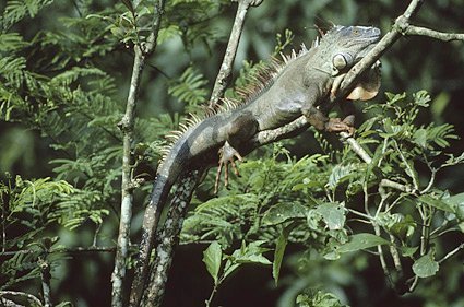 grüner Leguan, Iguanan iguana, Costa Rica