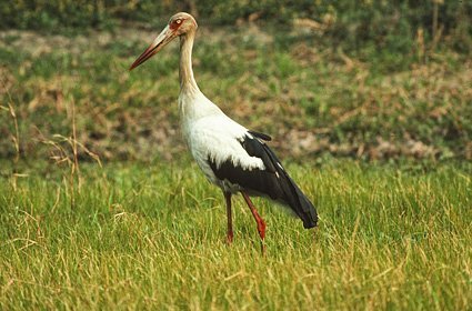Maguari Stork, Giguena amerikana, Brasilien