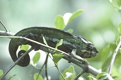 Panterchamaeleon, Furcifer sp., Madagaskar