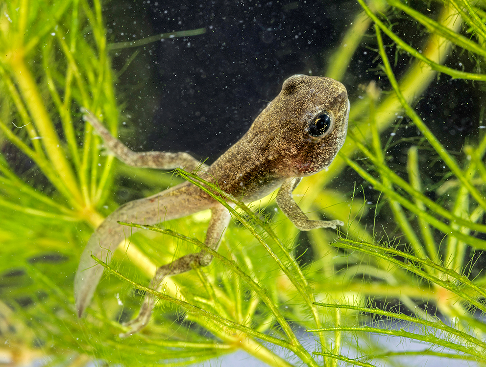 Buc_078